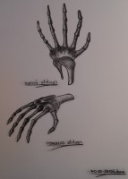 /album/fotogalerie/hand-rechts-jpg/